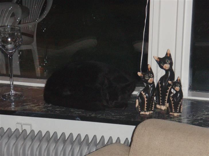 Huskat Tarzan billede 6