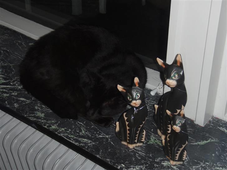 Huskat Tarzan billede 7