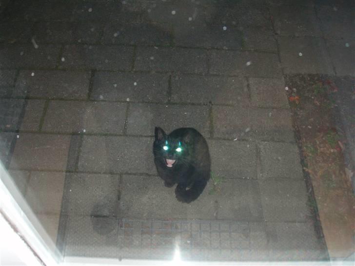 Huskat Tarzan billede 8