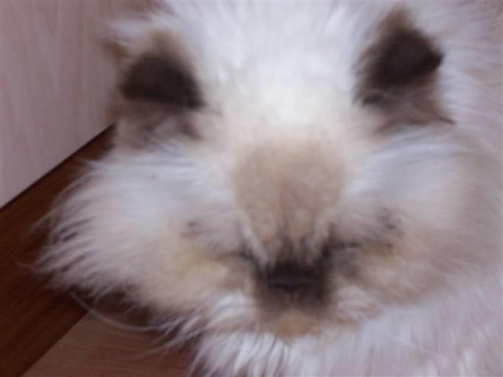 Colorpoint Escada Silas(Død) billede 1