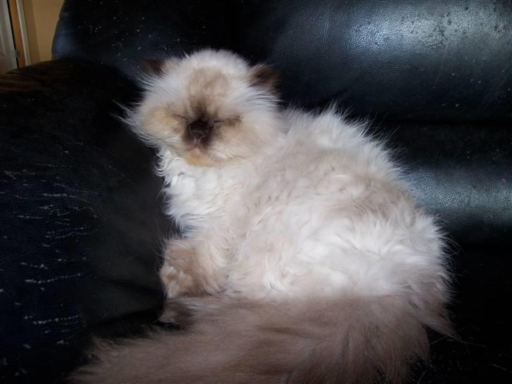 Colorpoint Escada Silas(Død) billede 4