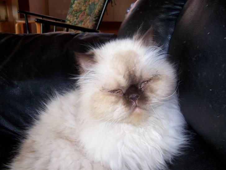 Colorpoint Escada Silas(Død) billede 9