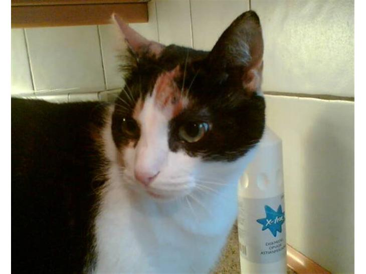 {{currentPhoto.altText}} billede {{currentPhoto.number}}