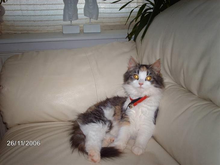 {{currentPhoto.altText}} billede {{currentPhoto.number}}