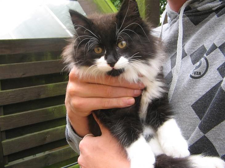 {{currentPhoto.altText}} billede {{currentPhoto.number}}