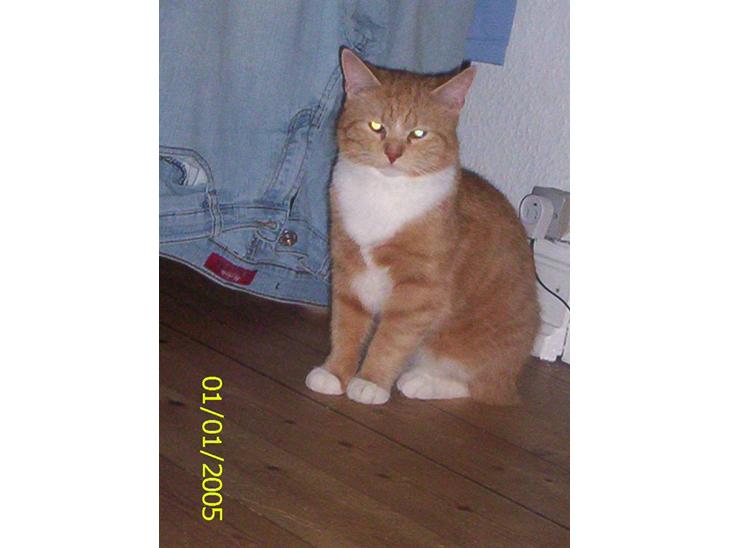 Huskat Topper billede 1