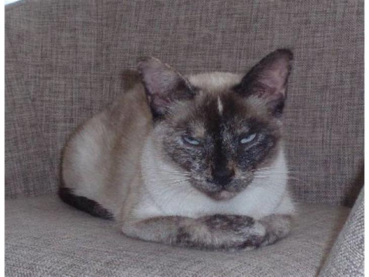 Huskat Mille - Queen Mille  billede 1