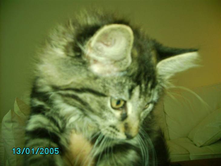 {{currentPhoto.altText}} billede {{currentPhoto.number}}