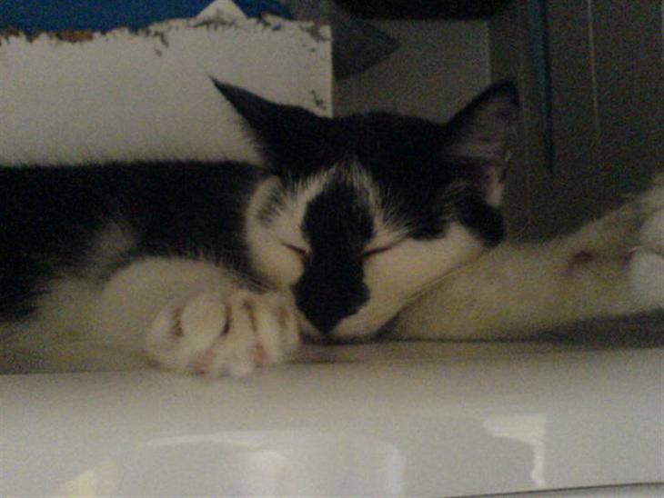 {{currentPhoto.altText}} billede {{currentPhoto.number}}