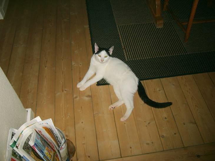 {{currentPhoto.altText}} billede {{currentPhoto.number}}