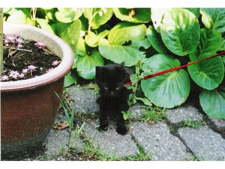 {{currentPhoto.altText}} billede {{currentPhoto.number}}