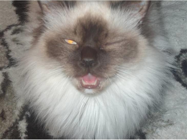 {{currentPhoto.altText}} billede {{currentPhoto.number}}