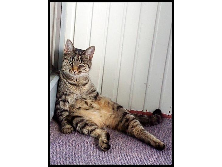 {{currentPhoto.altText}} billede {{currentPhoto.number}}