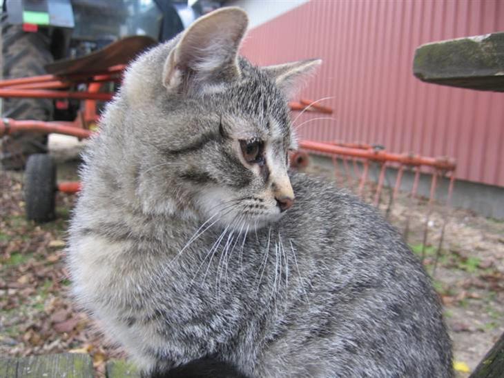 Huskat Whiskas billede 1