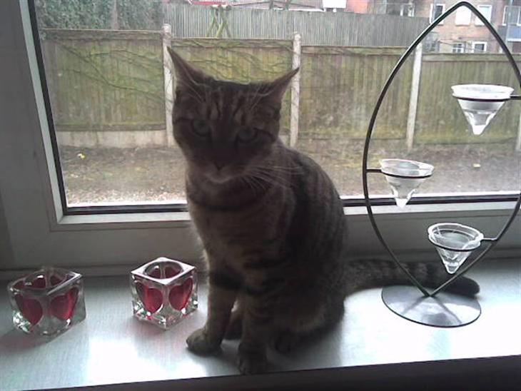 {{currentPhoto.altText}} billede {{currentPhoto.number}}