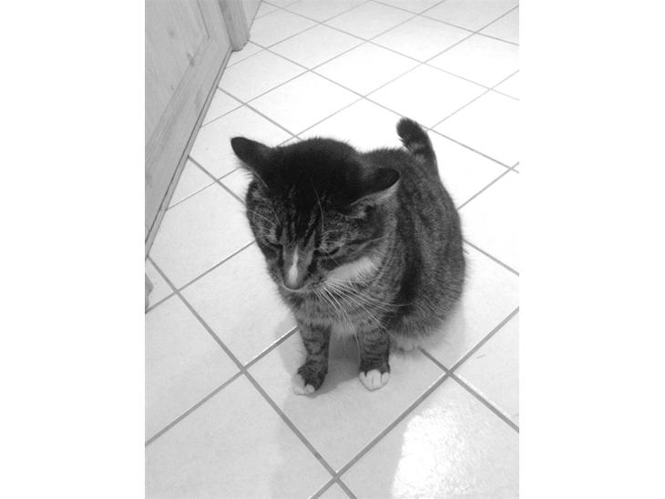 {{currentPhoto.altText}} billede {{currentPhoto.number}}