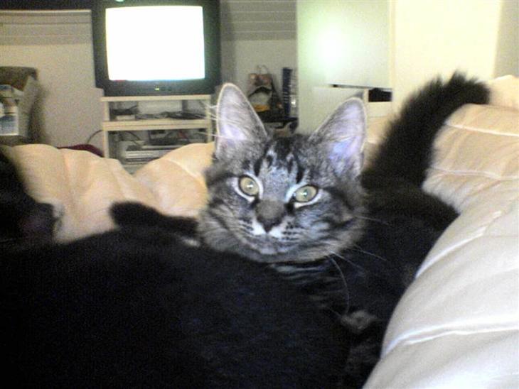 {{currentPhoto.altText}} billede {{currentPhoto.number}}