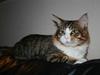 Maine Coon Kato
