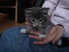 Maine Coon ludvig
