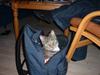 Huskat Sally Irmgard Jensen