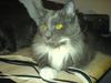 Maine Coon Ebo