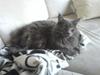 Maine Coon Bumle