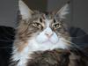Maine Coon Mocca