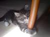 Maine Coon Zion