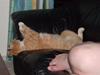 Huskat Lille Mis Rocky