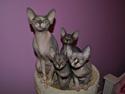 Sphynx rexsine