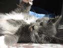 Huskat *Uffe*