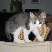 Huskat Oliver