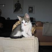 Huskat Oliver