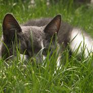 Huskat Line