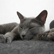 Russian Blue DK Puma Potemus af Nelja
