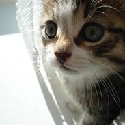 Huskat Bertram *RIP*