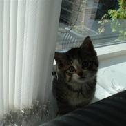 Huskat Bertram *RIP*
