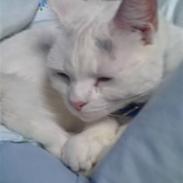 Huskat Helga Kilmouski