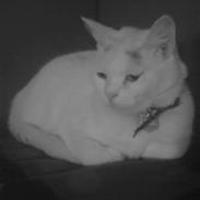 Huskat Helga Kilmouski