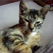 Huskat Isabella