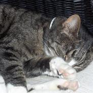 Huskat Tilde
