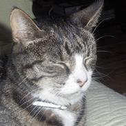 Huskat Tilde