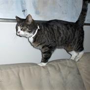 Huskat Tilde