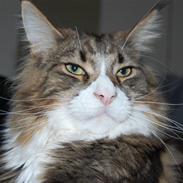Maine Coon Mocca