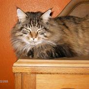 Maine Coon Aske