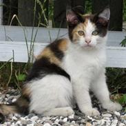 Blanding af racer Fie