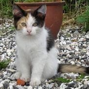 Blanding af racer Fie