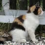 Blanding af racer Fie