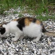 Blanding af racer Fie