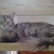 Maine Coon DK Kousgårds Trunte